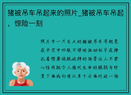 猪被吊车吊起来的照片_猪被吊车吊起，惊险一刻